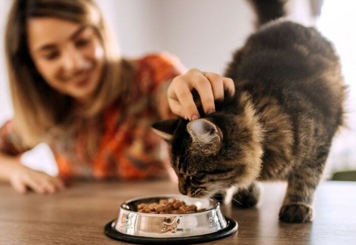 A cat eating from a bowl on a wooden bench